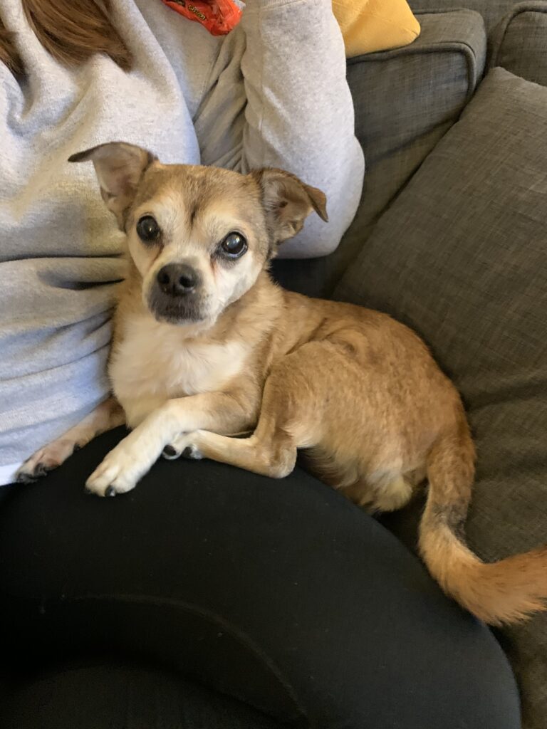 Senior chihuahua for store adoption