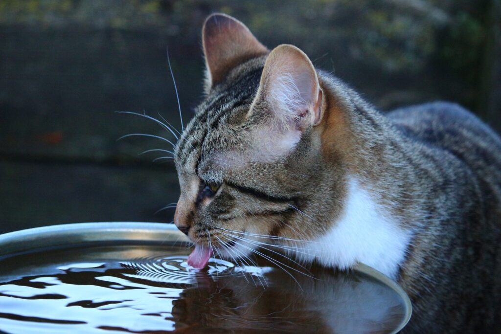 Pet Hydration - a cat drinks from a large bowl of water outside