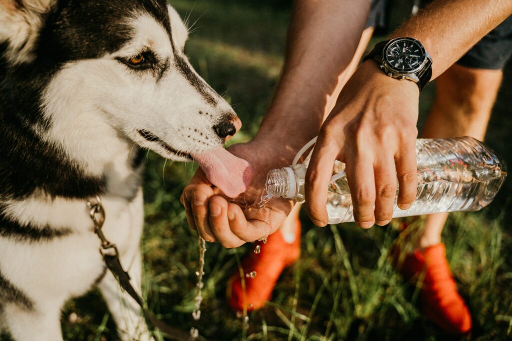Pet Hydration - A black and white husky drinks water from his guardian's hand and a water bottle.