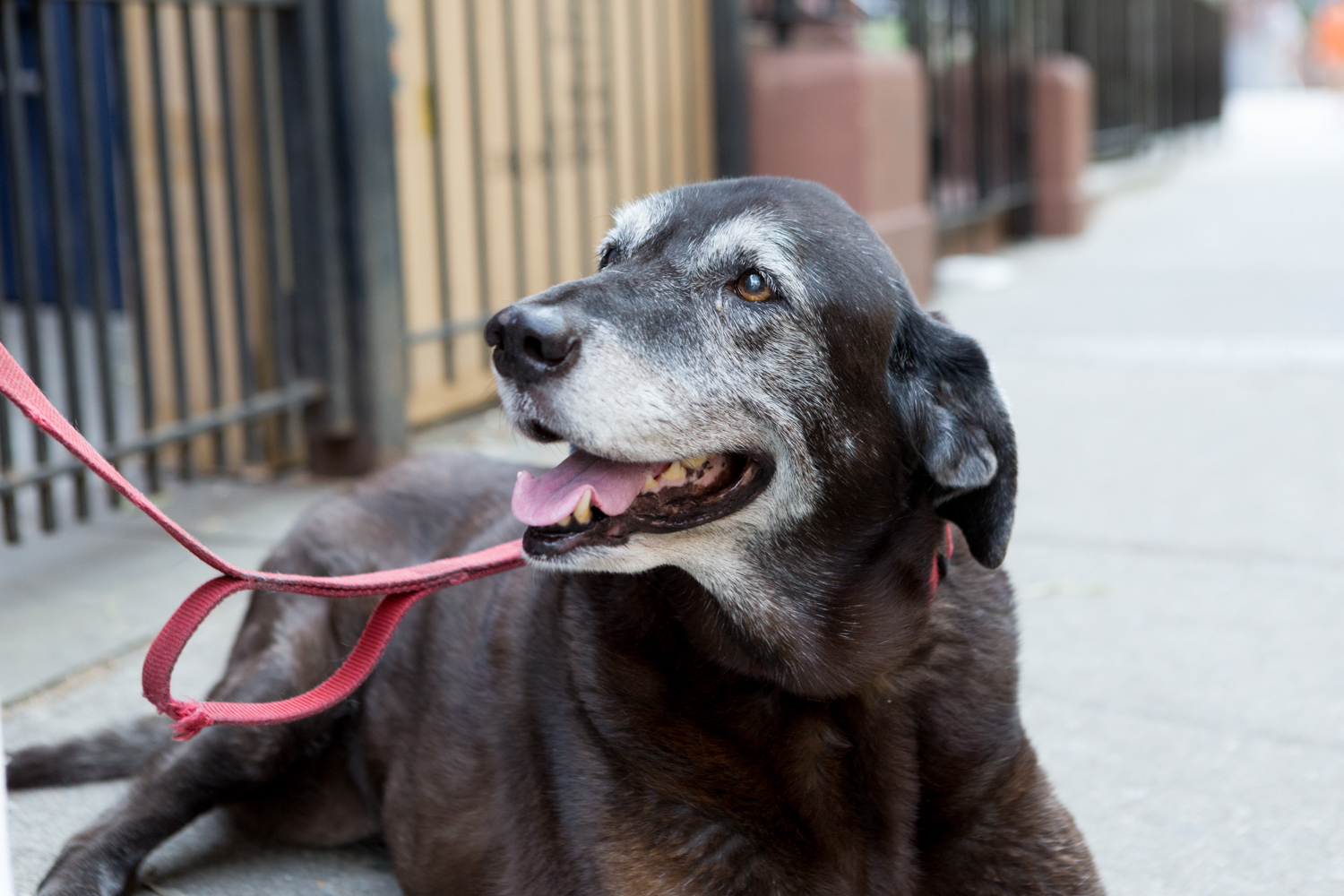 when do dogs get gray hair