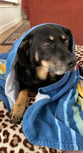 Natasja's dog Lucy, a black and brown mutt, looks off to the right while wrapped in a blue beach towel.