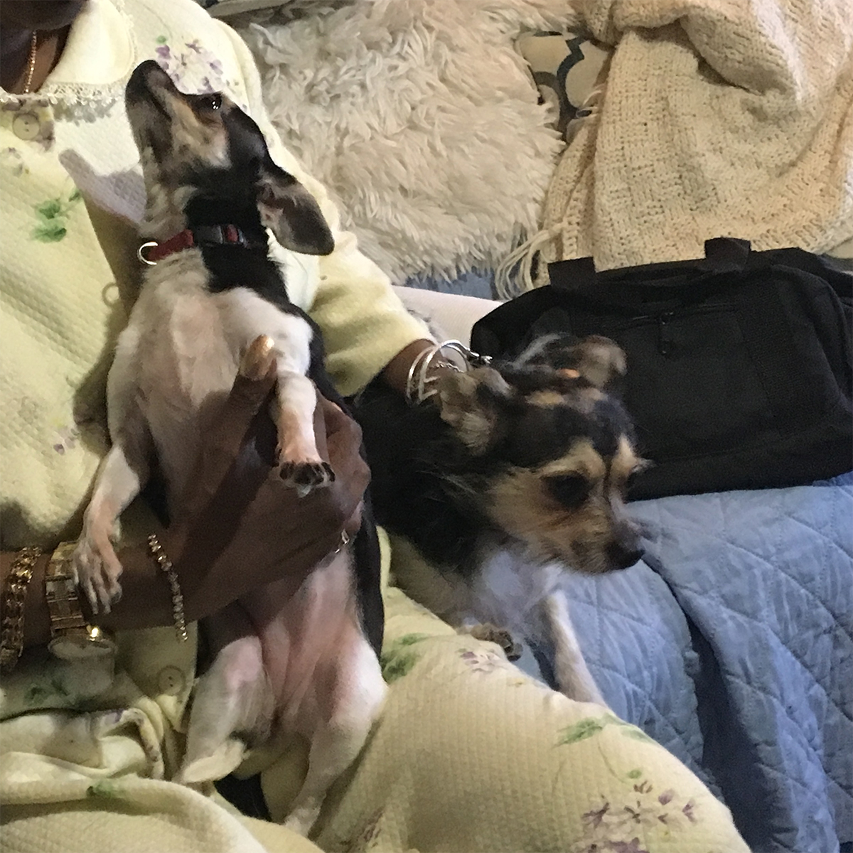Two small black and brown dogs sit on their guardian's lap. One looks up at her, while the other stares off to the right.