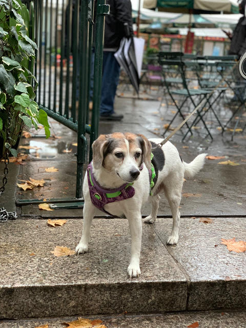 A beagle-mix dog with a purple and green harness stands on a step in Bryant Park, looking off into the distance.