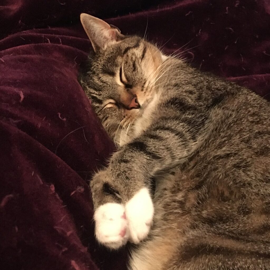 A brown tabby cat sleeps on a maroon blanket, tucking his ear under a fold in the blanket.