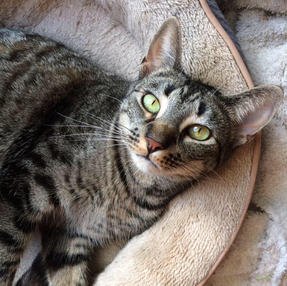 A black and brown tabby cat with green eyes lies on a light colored blanket and looks at the camera.