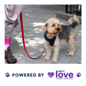 A small brown and grey dog wears a black harness connected to a red leash, and stands on the sidewalk, next to a woman in pink socks and brown boots. The photo is inside a white frame that says "Powered by Petco Love."