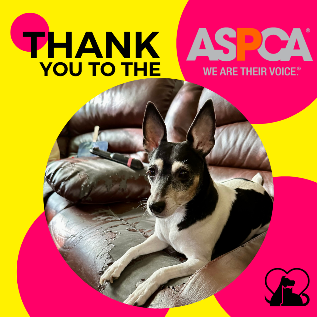 "Thank you to the ASPCA" with a photo of a black-and-white rat terrier dog who is part of the PAWS NY program.