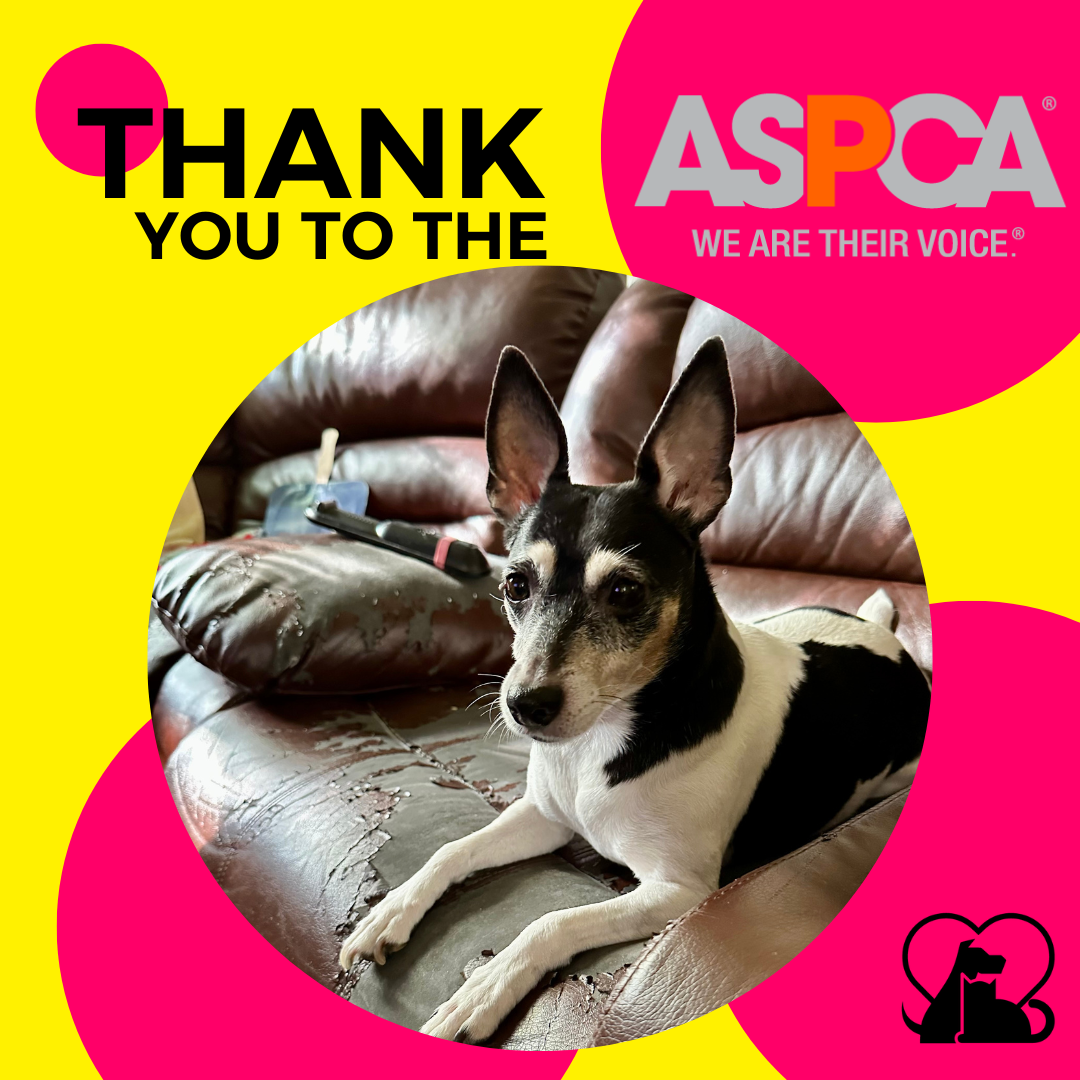 aspca-grant-archives-pets-are-wonderful-support-paws-ny