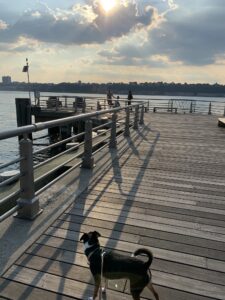 Bruno, a PAWS NY pup, enjoys a walk out on a pier during sunset.