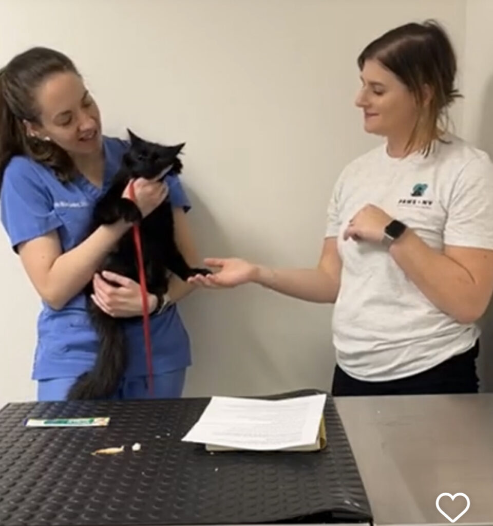 A screenshot from the Cat Health Instagram Live with PAWS NY and Dr. Hildenbrand, who is holding a black cat in this image.