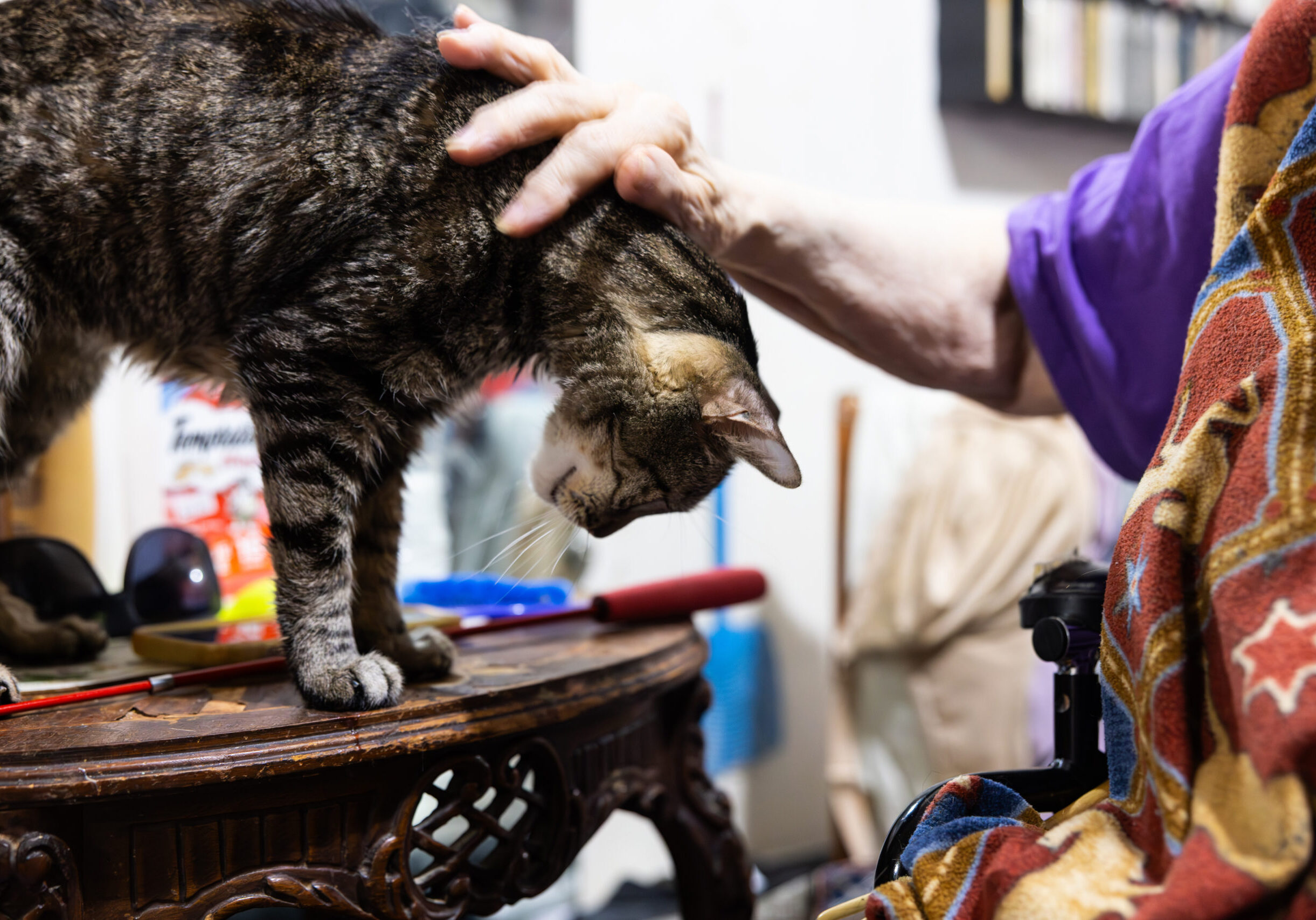 2025_07_31_PAWS_13 (1) cat